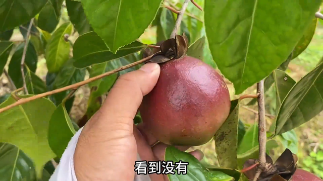 从广西买回3棵果苗，种6年没结果打算砍掉，今年却挂满了果实