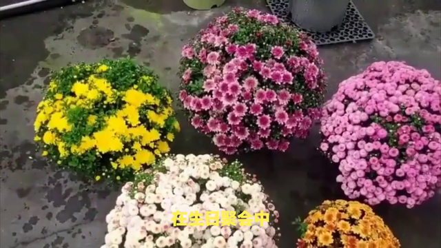 小雏菊的花语是什么