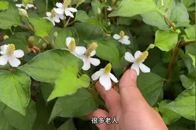 农村不起眼的“降火草”，用来煮水帮助大，看看你认识吗图片