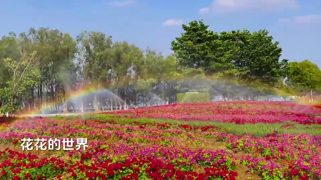 歌曲欣赏：酒醉的蝴蝶