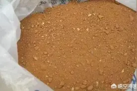 盆景表面的苔藓是怎么做的？图片