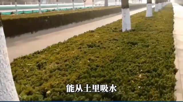 北京禁用融雪剂，原来它的危害这么大❓❓😱