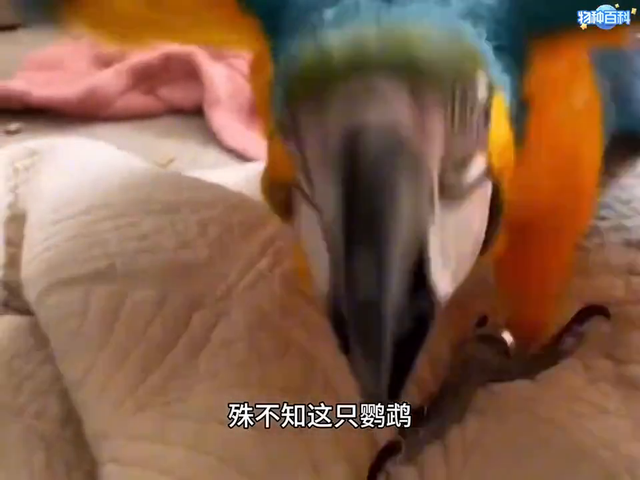 男子倒垃圾的时候，居然在垃圾桶里，发现一只五彩鲜艳的大鹦鹉