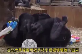 生孩子难产，大猩猩惹着剧痛，自己用双手将小猩猩拽了出来！图片