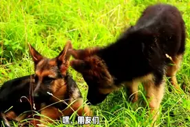 母狼狗在发情期与公狼狗做爬跨体操运动图片
