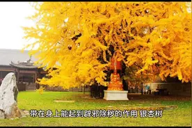 庭院八大驱邪植物与围墙风水注意事项 一图片
