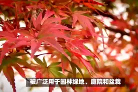 红枫：观赏药用两相宜图片