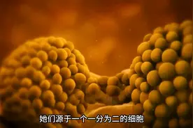 一卵双胎的秘密，分裂成功是奇迹，失败则是灾难#胎儿图片
