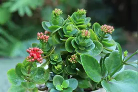 长寿花有个致命“缺陷”，换个施肥的方式，长势和开花更旺盛图片