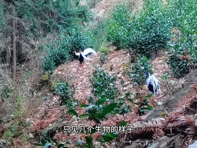 穿越幽静森林，探秘神秘洞穴！🌳🕳️