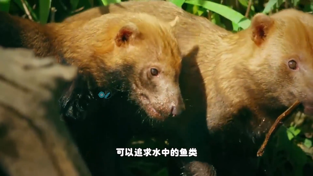 南美稀有的水狗，体重仅有7公斤，却能猎杀250公斤的猎物