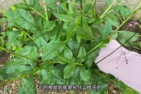 土人参也叫做“止咳王”，很多人没见过，拍给大家看一下图片