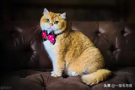家里有猫，刚结婚，如果怀孕了还能继续养猫吗？图片