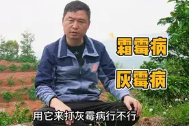 霜霉病VS灰霉病，防治方法有什么不同图片