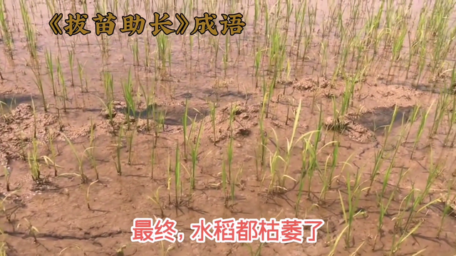 《拔苗助长》的寓意，新苗初生，生机勃勃。