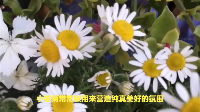 小雏菊的花语是什么