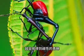 脖子长还是有好处的#野生动物零距离图片