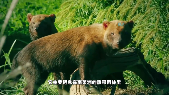 南美稀有的水狗，体重仅有7公斤，却能猎杀250公斤的猎物