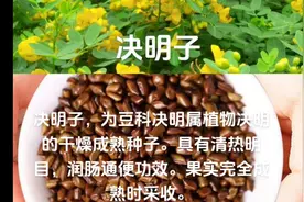决明子与夏枯草图片