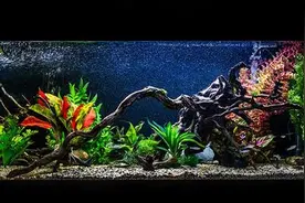 家里养的观赏鱼睡觉时需要关灯吗？图片