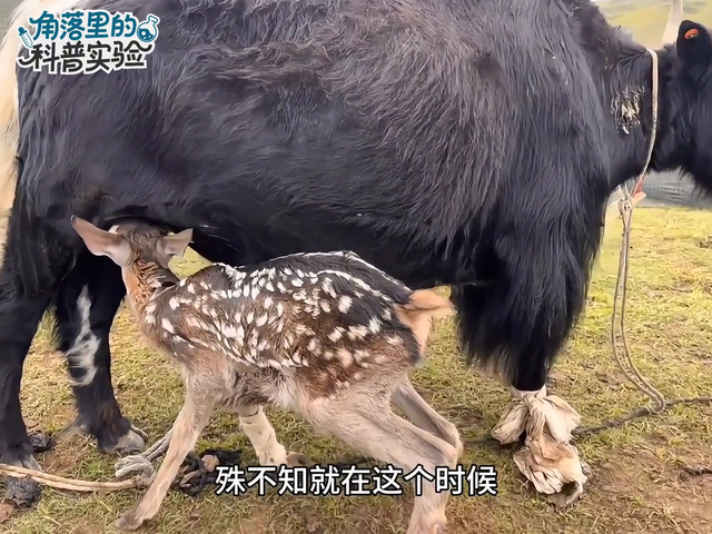 牦牛群中惊现意外场景 牧民巡护时目瞪口呆