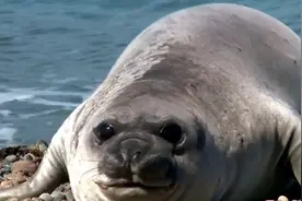 海狗是一种非常神奇的海洋生物，以独特的捕食方式和生存能力图片