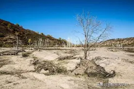 树木用什么可以让它枯死？图片