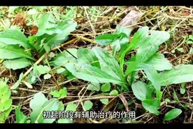 马兰头：清热解毒、凉血止血、利湿消肿图片