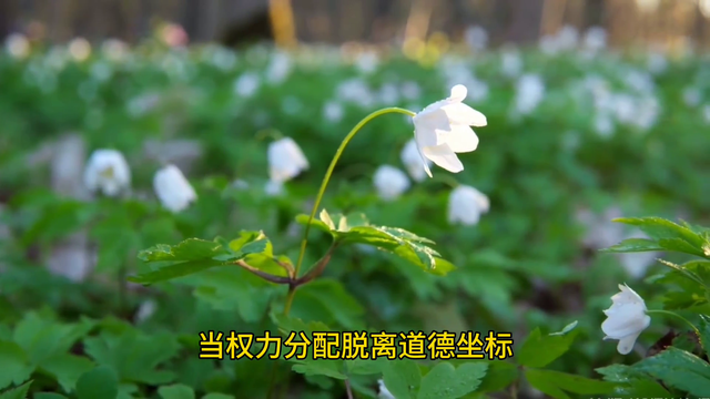 探索森林的秘密，解密文明基因密码
