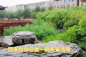 朱雀汤滋阴降火，是有名的药膳，但是有个关键步骤才能成功图片