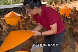 农村姑娘养蛋鸡，用了一个妙招，鸡蛋捡不完图片