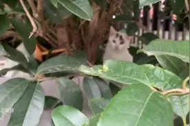 大肚婆和老橘猫扔下自己的娃走的绝决没有消息，五只小可怜...图片