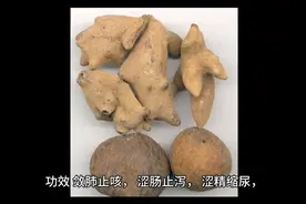 每日中药—五倍子图片