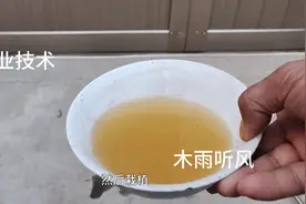 自制生根剂的简单配方图片