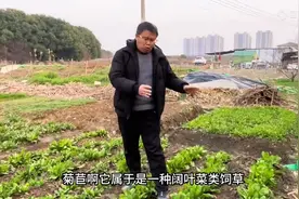 菊苣牧草，怎么种植管理产量高？这一点要注意，年年能高产！图片