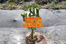 防治辣椒根腐病，只用这三招，就能彻底根治图片