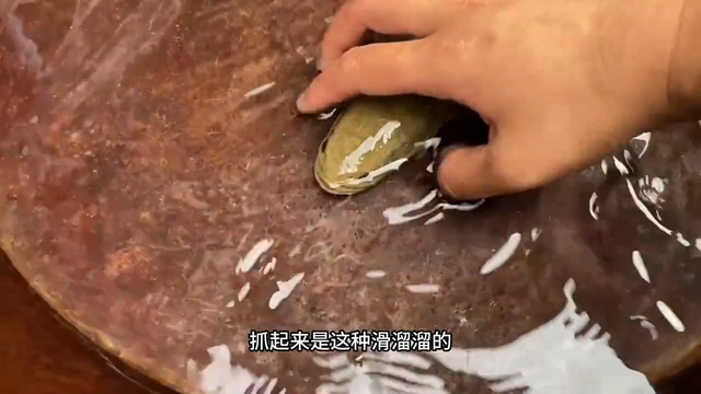 80岁奶奶养着一只眼镜蛇雷龙，很多人没见过，拍给大家看一下