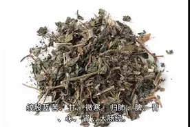 绞股蓝苦、甘、微寒，归肺、脾、胃、心、肾、大肠经图片