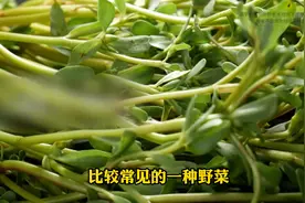 马齿苋这样用，每天煮水洗一洗，湿疹不再痒。图片