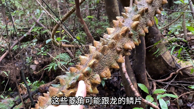 树上缠着一条20多米的过山龙，很多人一辈子没见过，拍给大家看看