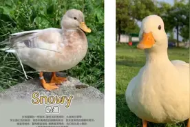 柯尔鸭第二波照蛋开始啦，喜欢柯尔鸭的朋友到时候可以领养...图片