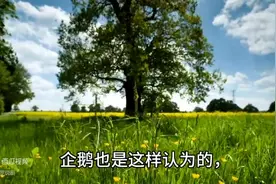 庄子：欲望过多过重，贪婪无度，就会失去灵性与智慧图片