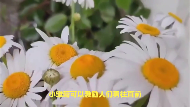 小雏菊的花语是什么