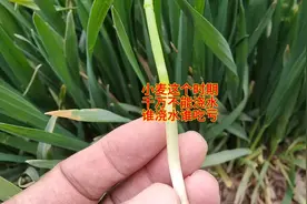 小麦这个时期，千万别浇水，谁浇水谁吃亏图片