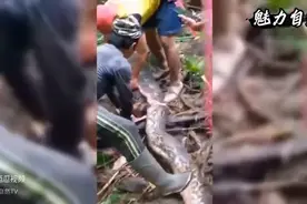 巨蟒食人，被杀死后剖开肚子图片