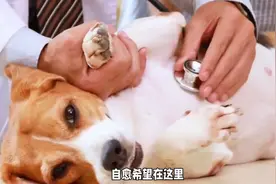 养狗经验分享，狗狗胃炎治疗攻略来了。铲屎官必看新手养狗必看图片