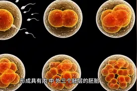 妊娠 妊娠俗称怀孕，是胚胎和胎儿在母体内发育成长的过程图片