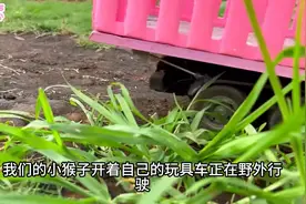 小猴子的菜园 亲子玩具#玩具图片