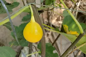 再谈长柄黄无花果，看看它有哪些优势，有哪些缺陷。图片