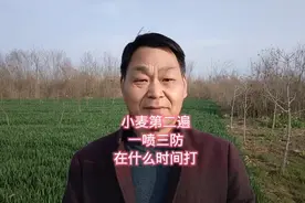 小麦第二遍一喷三防，在什么时间打效果好#小麦图片